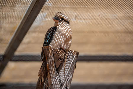 A Laughing Kookaburra in Palm Springs, Californiaの写真素材