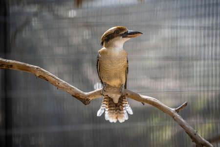 A Laughing Kookaburra in Palm Springs, Californiaの写真素材