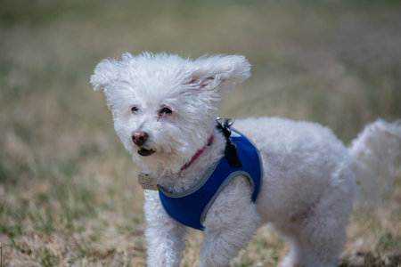 A Bichon Frise in Palm Springs, Californiaの写真素材