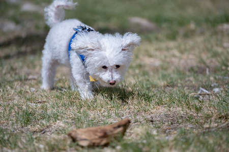 A Bichon Frise in Palm Springs, California