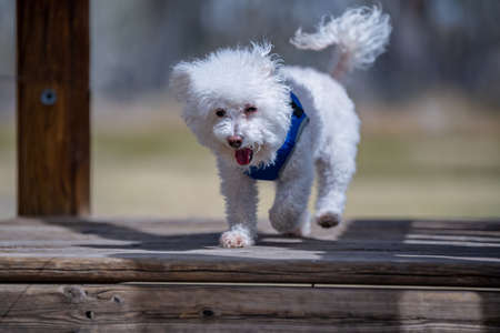 A Bichon Frise in Palm Springs, California