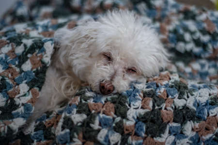 A Bichon Frise in Palm Springs, California