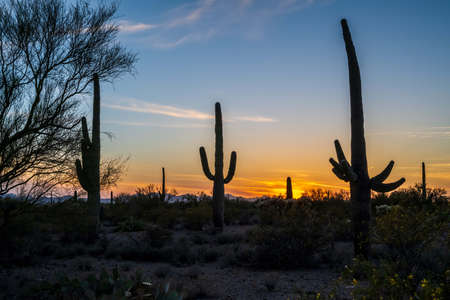 A long slender Saguaro Cactus in Saguaro National Park, Arizonaの写真素材