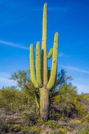 A long slender Saguaro Cactus in Saguaro National Park, Arizonaの写真素材