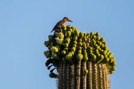 Brown Backed Woodpecker in Saguaro National Park, Arizonaの写真素材