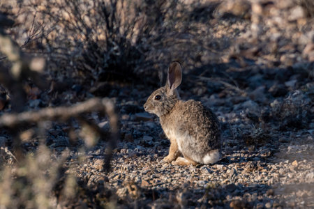 A Mountain Cottontail in Saguaro National Park, Arizonaの写真素材