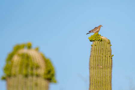 A White Winged Dove in Saguaro National Park, Arizona