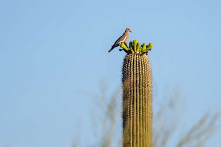 A White Winged Dove in Saguaro National Park, Arizonaの写真素材