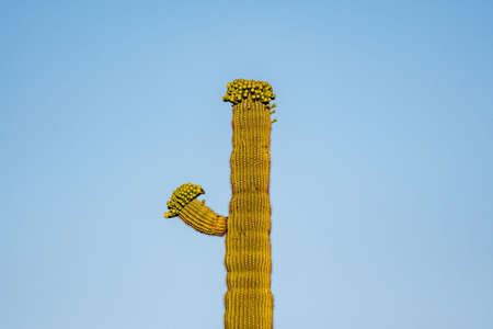 A flowering plants in Saguaro National Park, Arizonaの写真素材
