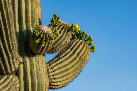 A flowering plants in Saguaro National Park, Arizonaの写真素材