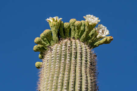 A flowering plants in Saguaro National Park, Arizonaの写真素材