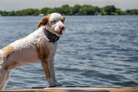 A Jack Russel Terrier in Lake Minnetonka, Minnesotaの写真素材