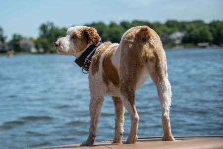 A Jack Russel Terrier in Lake Minnetonka, Minnesota
