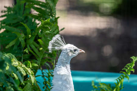 A White Peacock in Hemker Park Zoo, Minnesota