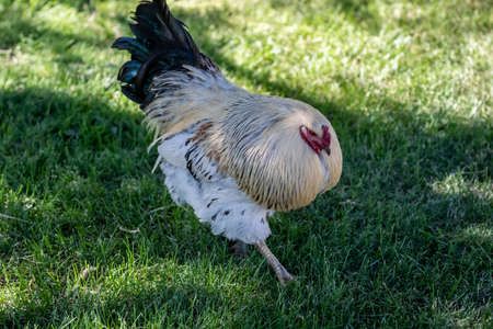 A domestic junglefowl in Hemker Park Zoo, Minnesota