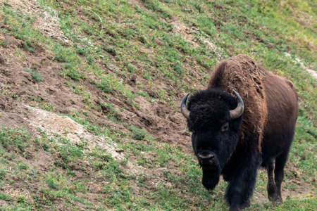 American Bison in the field of Theodore Roosevelt NP, North Dakota
