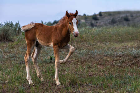 Wild horses in Theodore Roosevelt NP, North Dakotaの写真素材