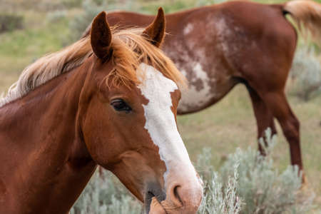 Wild horses in Theodore Roosevelt NP, North Dakota