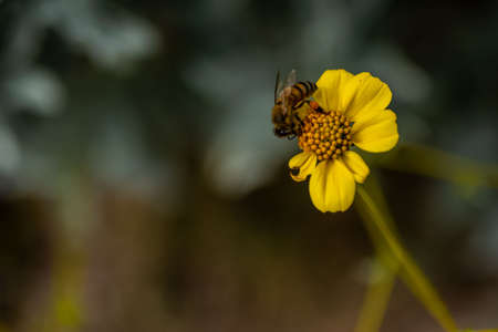 An insect on top of a flower looking for its food in the preserve park