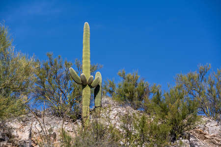 An overlooking view of nature in Tucson, Arizonaの写真素材