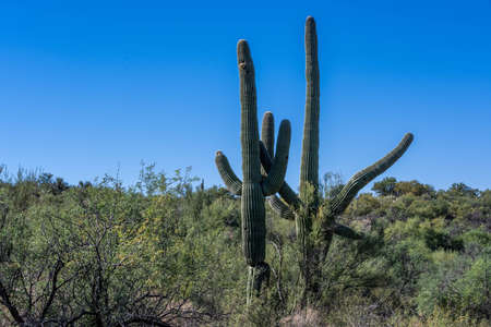 An overlooking view of nature in Tucson, Arizonaの写真素材
