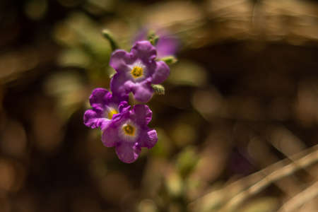 A flowering plants in Tucson, Arizonaの写真素材