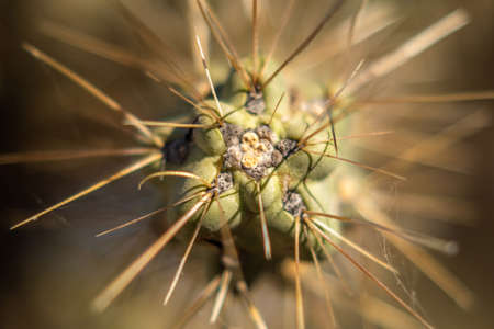 A flowering plants in Tucson, Arizona