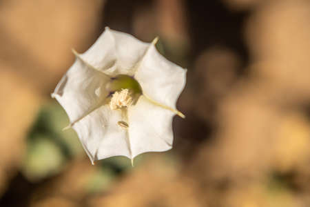 A flowering plants in Tucson, Arizonaの写真素材
