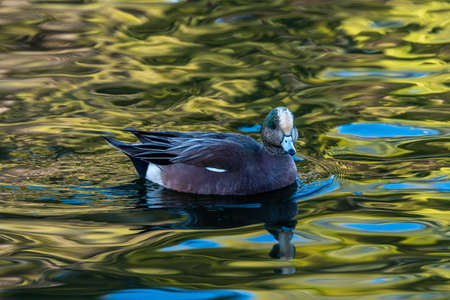 A bunch of Mallards in Tucson, Arizona