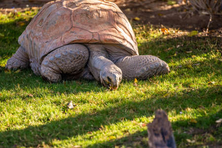 A huge Aldabra Tortoiser in Tucson, Arizonaの写真素材