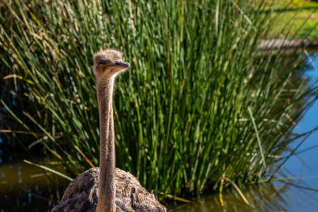A huge brown Ostrich in Tucson, Arizona