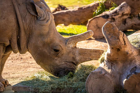A Southern White Rhinoceros in Tucson, Arizonaの写真素材
