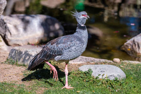 A speckled Guinea Fowl in Tucson, Arizonaの写真素材