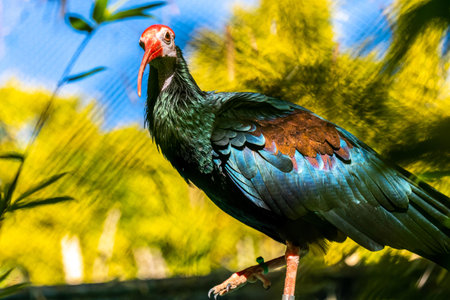 A Southern Bald Ibis Tucson, Arizonaの写真素材