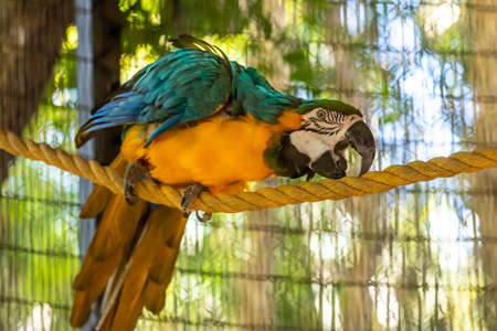 A green yellow Macaw in Tucson, Arizonaの写真素材
