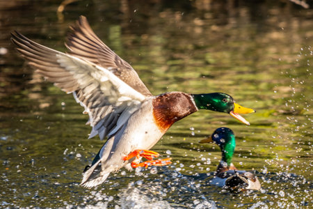 A group of Mallards in Tucson, Arizonaの写真素材