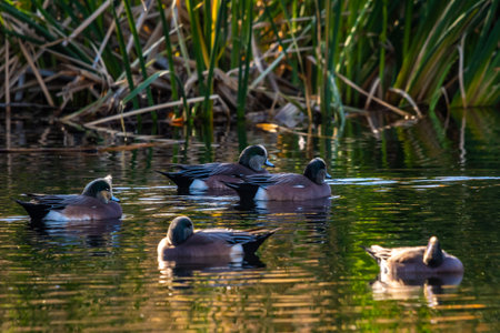 A group of Mallards in Tucson, Arizonaの写真素材