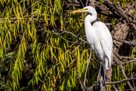 A Great White Egret in Tucson, Arizonaの写真素材