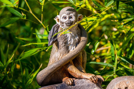 Tucson, AZ, USA - Nov 8, 2021: The Reid Park Zoo