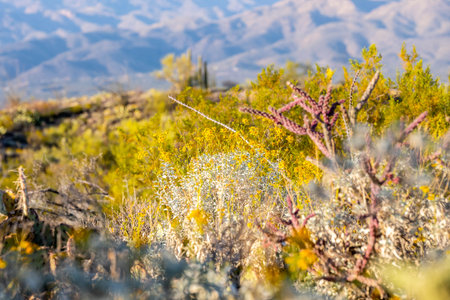 An overlooking view of nature in Tucson, Arizonaの写真素材