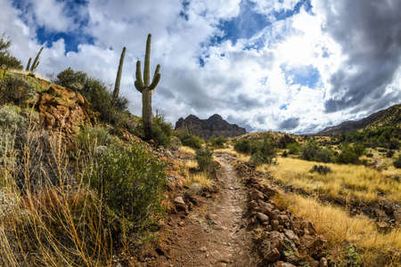An overlooking view of Tonto National Forest, Arizonaの写真素材
