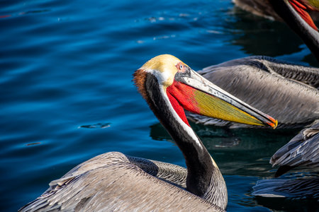 A group of Pelicans in Puerto Penasco, Mexicoの写真素材