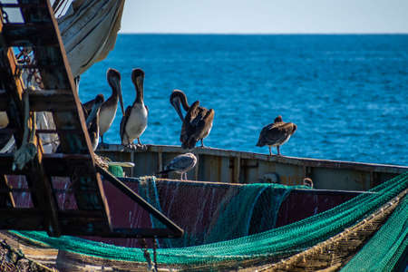 A group of Pelicans in Puerto Penasco, Mexicoの写真素材