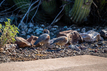 A Gambel Quail in Organ Pipe Cactus NM, Arizona