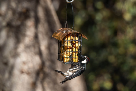 An Acorn Woodpecker in Madera Canyon, Arizonaの写真素材