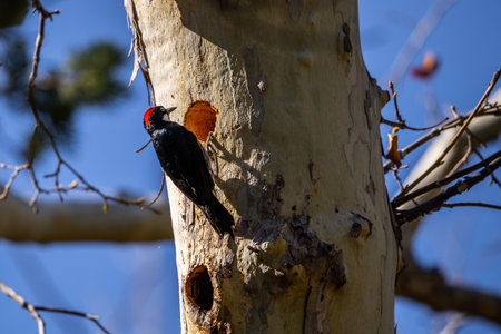 An Acorn Woodpecker in Madera Canyon, Arizonaの写真素材
