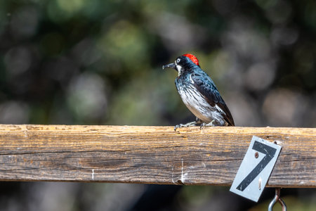 An Acorn Woodpecker in Madera Canyon, Arizonaの写真素材