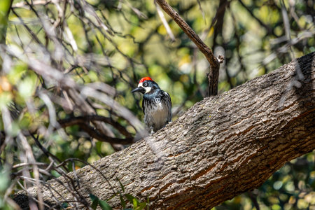 An Acorn Woodpecker in Madera Canyon, Arizonaの写真素材