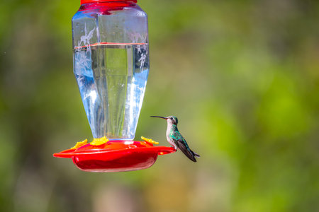 A Broad Billed Hummingbird in Madera Canyon, Arizonaの写真素材