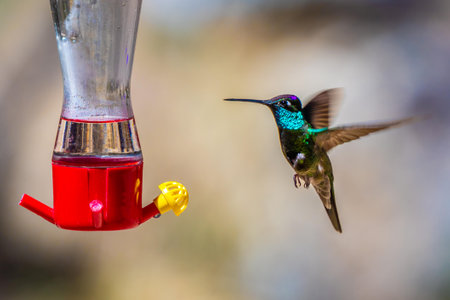 A Rivoli Hummingbird in Madera Canyon, Arizonaの写真素材